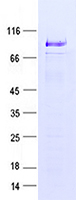 Purified recombinant protein NUMB (S413A) was analyzed by SDS-PAGE gel and Coomossie Blue Staining.